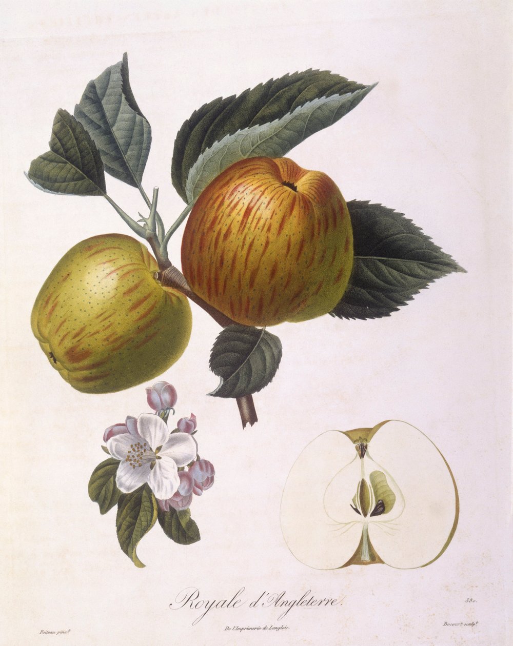 Omena "Royal of England", Henry Louis Duhamel du Monceau, Pierre Antoine Poiteaun kasvitieteellinen levy tekijältä Pierre Antoine (after) Poiteau