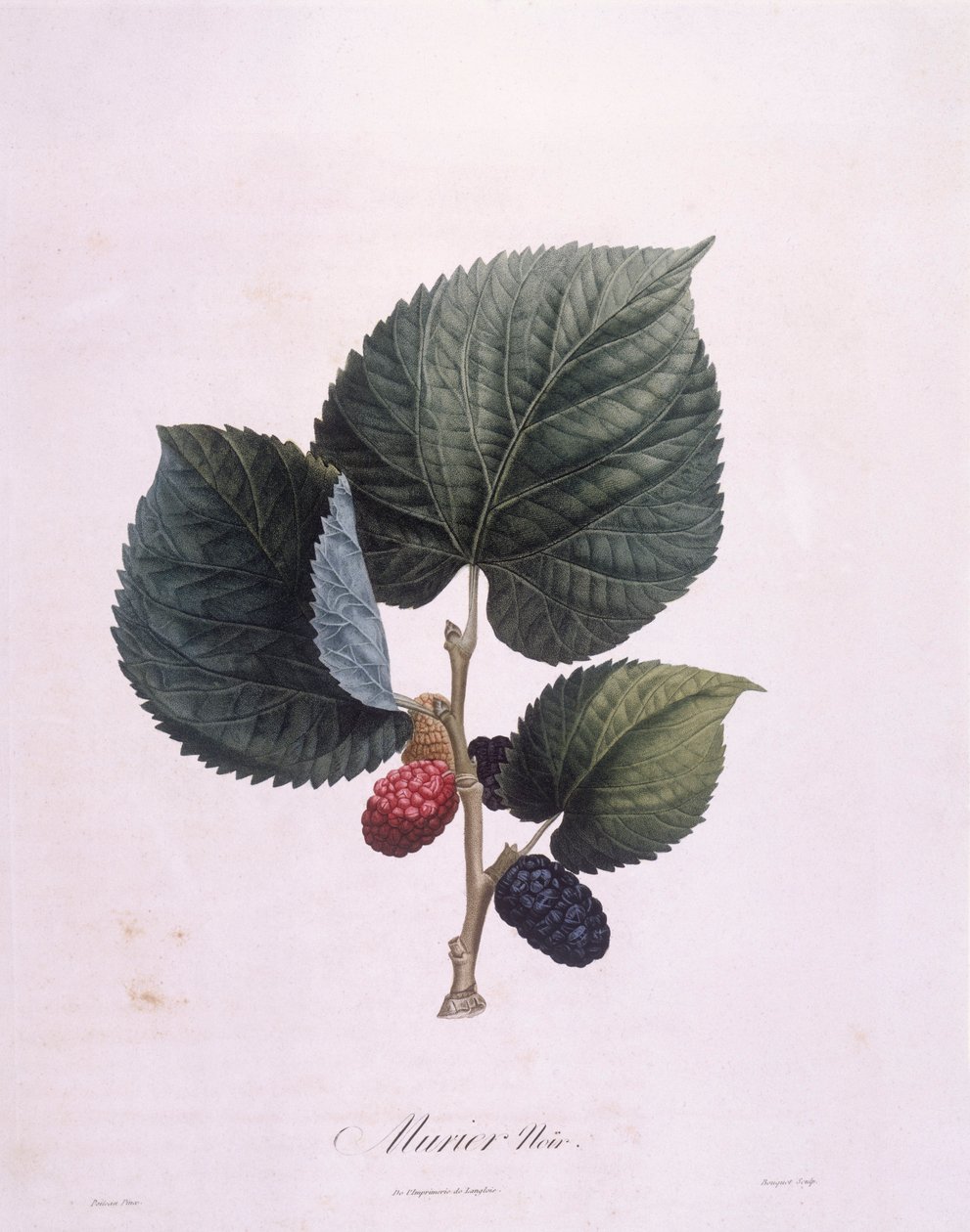 Musta mulperi (Morus nigra), Henry Louis Duhamel du Monceau, Pierre Antoine Poiteaun kasvitieteellinen levy tekijältä Pierre Antoine (after) Poiteau