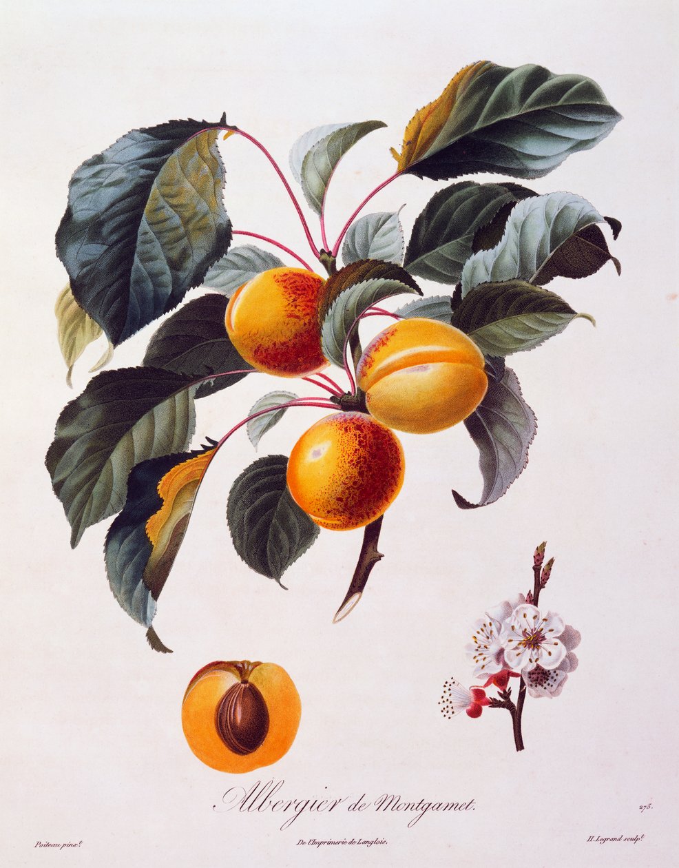 Aprikoosin Albergier De Montgametin hedelmät ja kukat, noin 1846, Pierre-Antoine Poiteaun värillinen kaiverrus Pomolgie Francaisista Ranskasta tekijältä Pierre Antoine (after) Poiteau