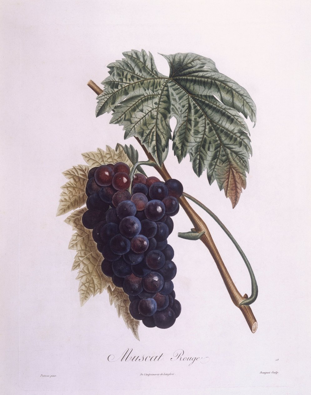 Muscat viiniköynnös (Vitis vinifera), Henry Louis Duhamel du Monceau, Pierre Antoine Poiteaun kasvitieteellinen levy tekijältä Pierre Antoine (after) Poiteau