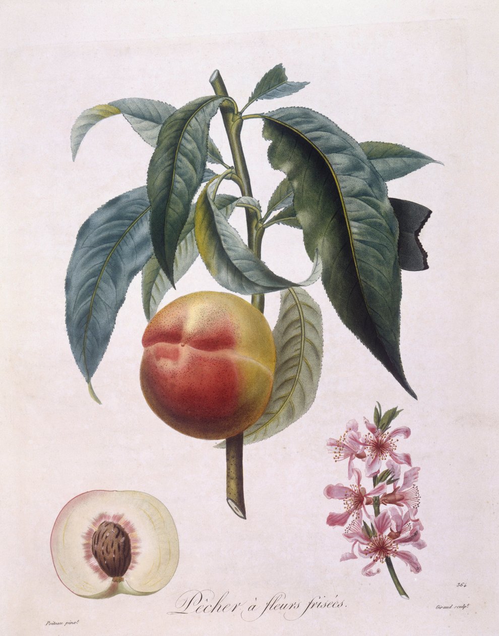 Persikka (Prunus persica batsch), Henry Louis Duhamel du Monceau, Pierre Antoine Poiteaun kasvitieteellinen levy tekijältä Pierre Antoine (after) Poiteau