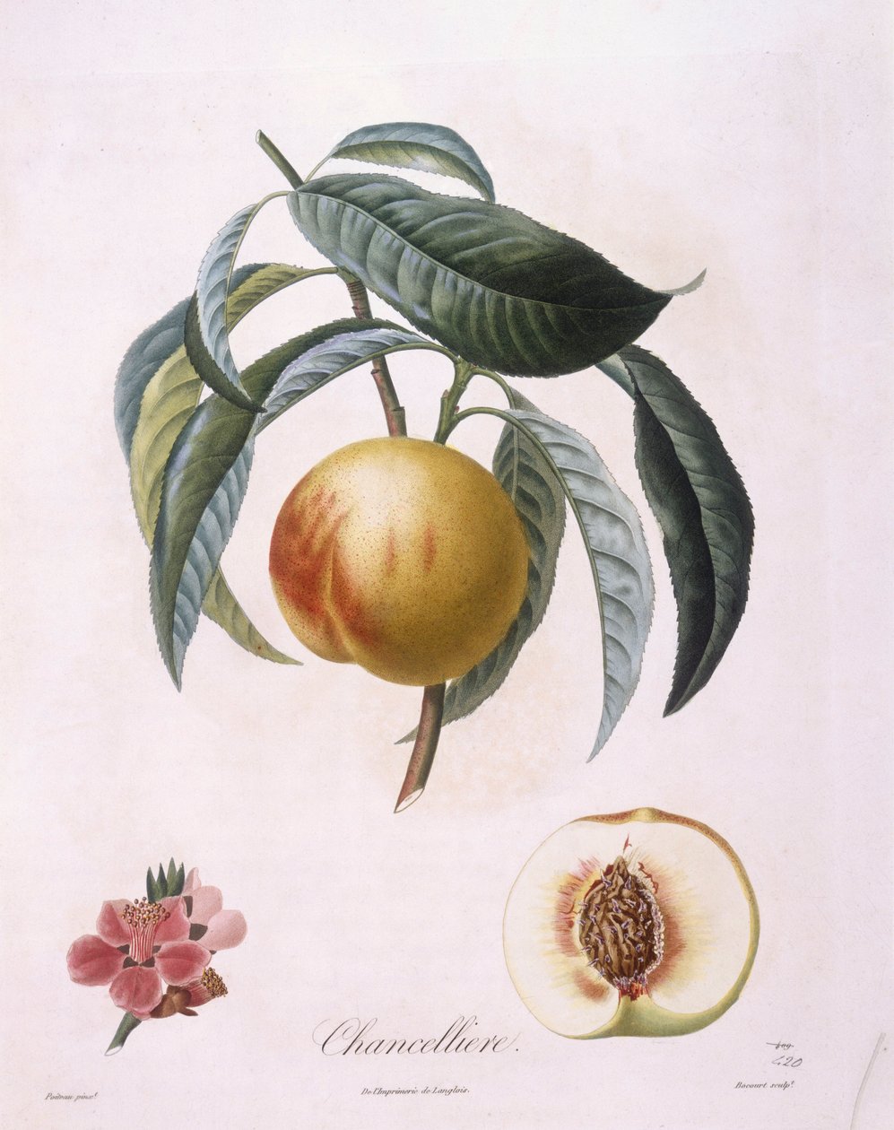 Persikka "Chancelliere" Henry Louis Duhamel du Monceau, Pierre Antoine Poiteaun kasvitieteellinen levy tekijältä Pierre Antoine (after) Poiteau