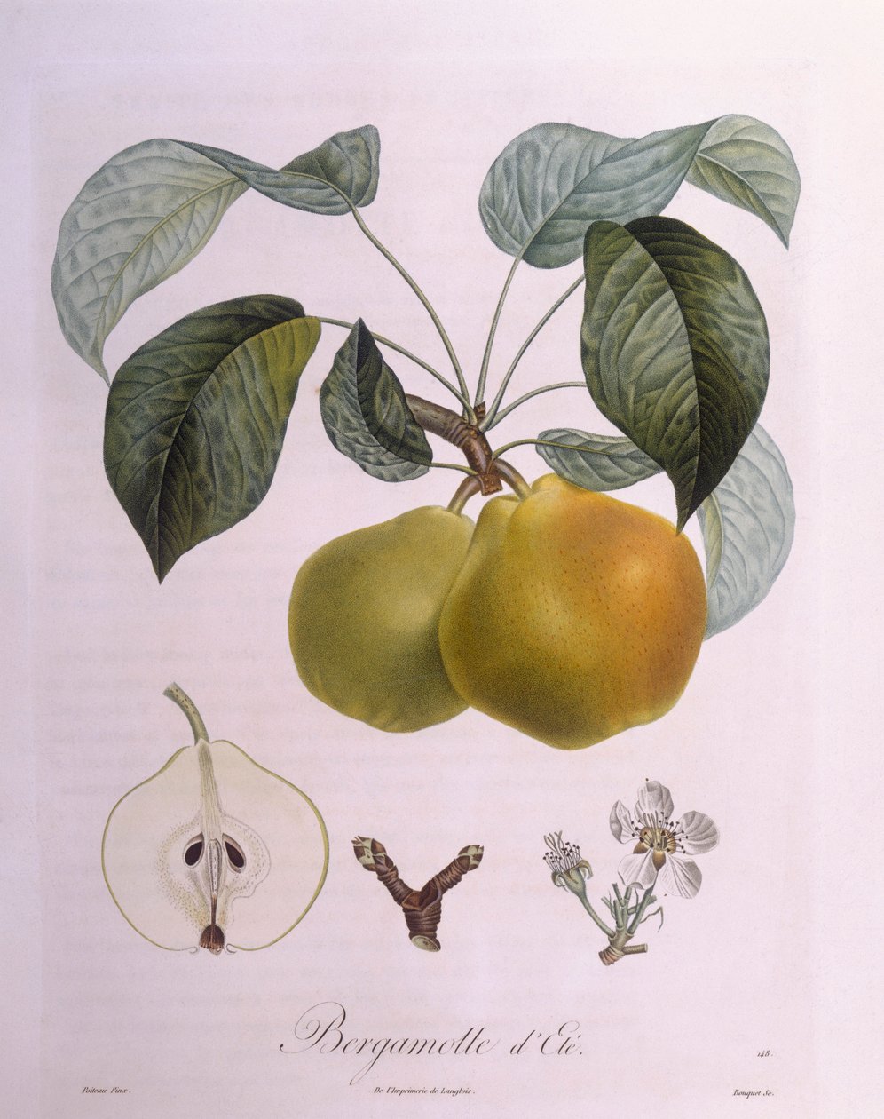 Päärynä "Bergamot" Henry Louis Duhamel du Monceau, Pierre Antoine Poiteaun kasvitieteellinen levy tekijältä Pierre Antoine (after) Poiteau