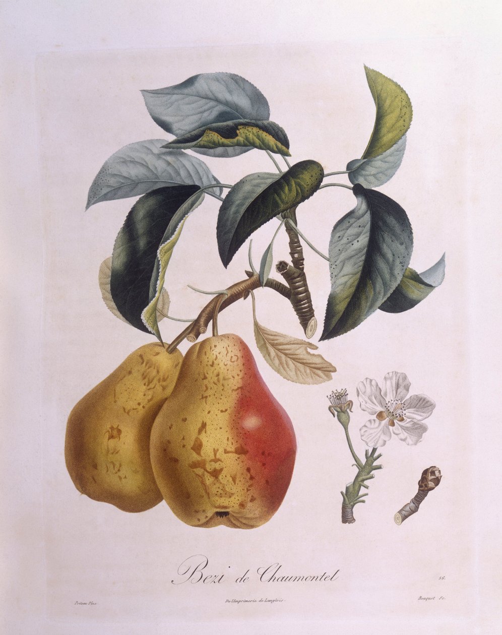 Päärynä "Bezi de Chaumontel" Henry Louis Duhamel du Monceau, Pierre Antoine Poiteaun kasvitieteellinen levy tekijältä Pierre Antoine (after) Poiteau