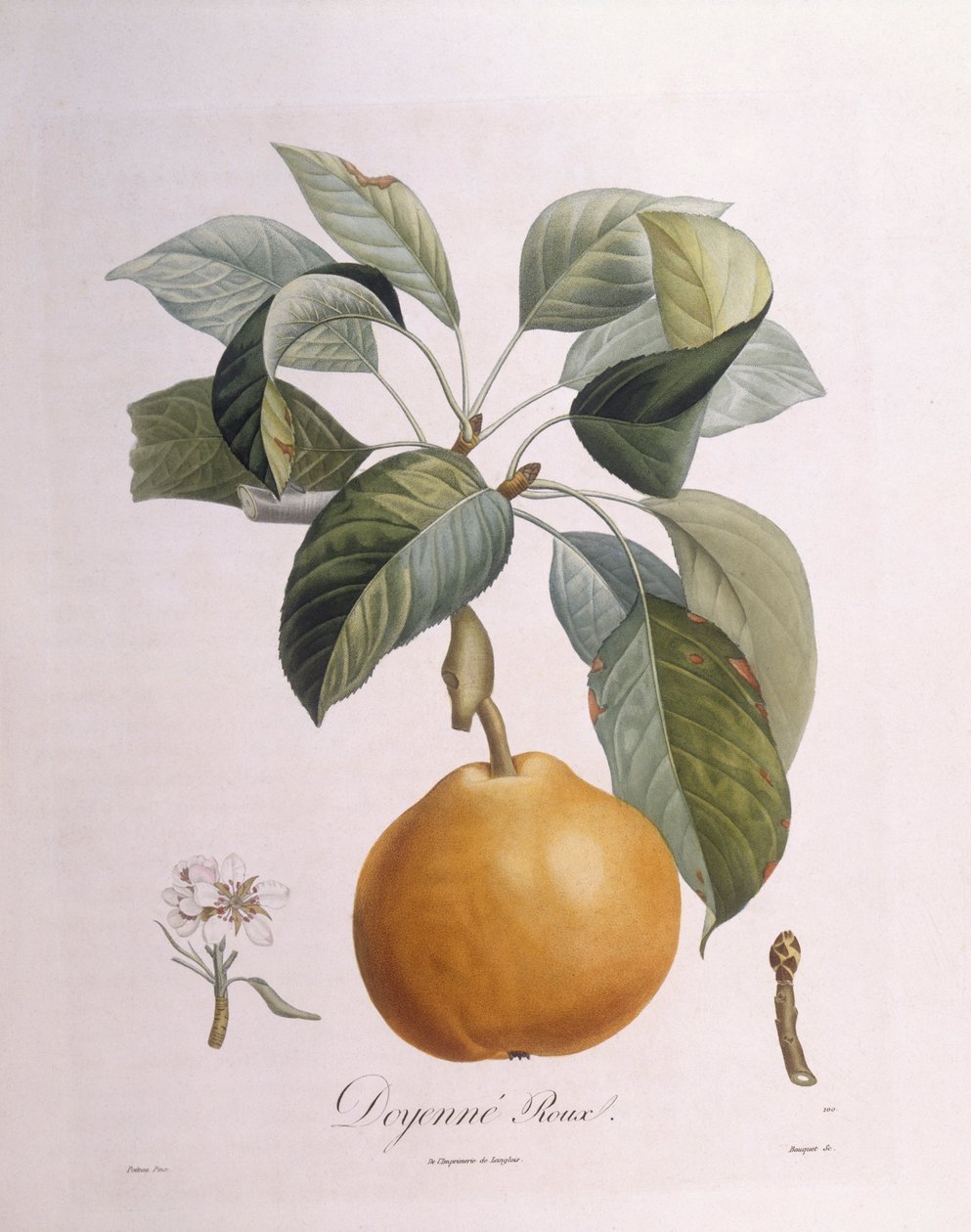 Päärynä "Doyenné roux" Henry Louis Duhamel du Monceau, Pierre Antoine Poiteaun kasvitieteellinen levy tekijältä Pierre Antoine (after) Poiteau
