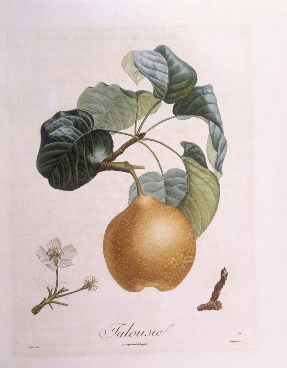 Päärynä "Talousie" Henry Louis Duhamel du Monceau, Pierre Antoine Poiteaun kasvitieteellinen levy tekijältä Pierre Antoine (after) Poiteau