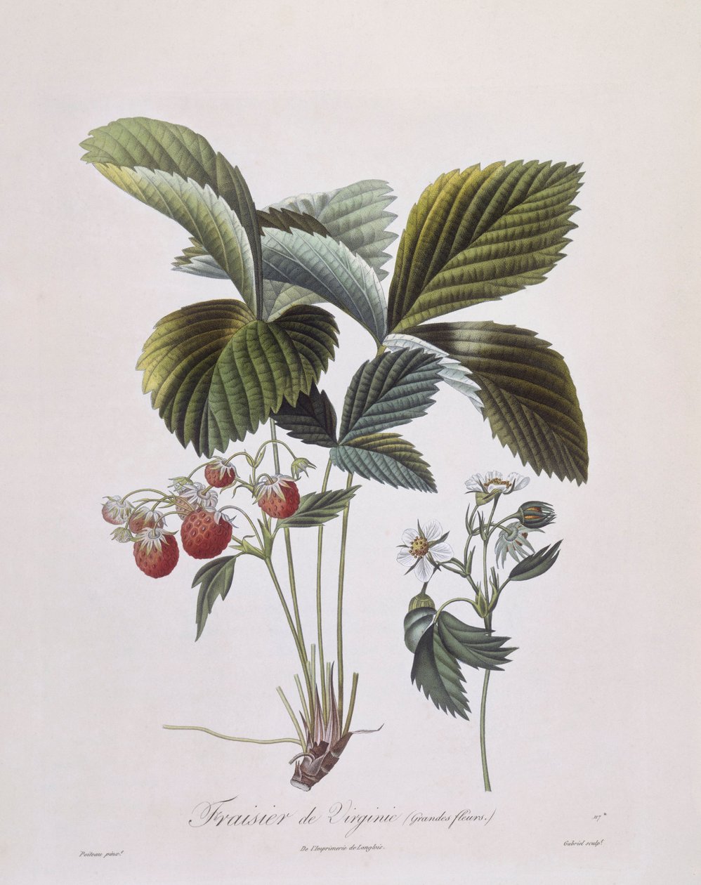 Virginia Strawberry (Fragaria virginiana), Henry Louis Duhamel du Monceau, Pierre Antoine Poiteaun kasvitieteellinen levy tekijältä Pierre Antoine (after) Poiteau