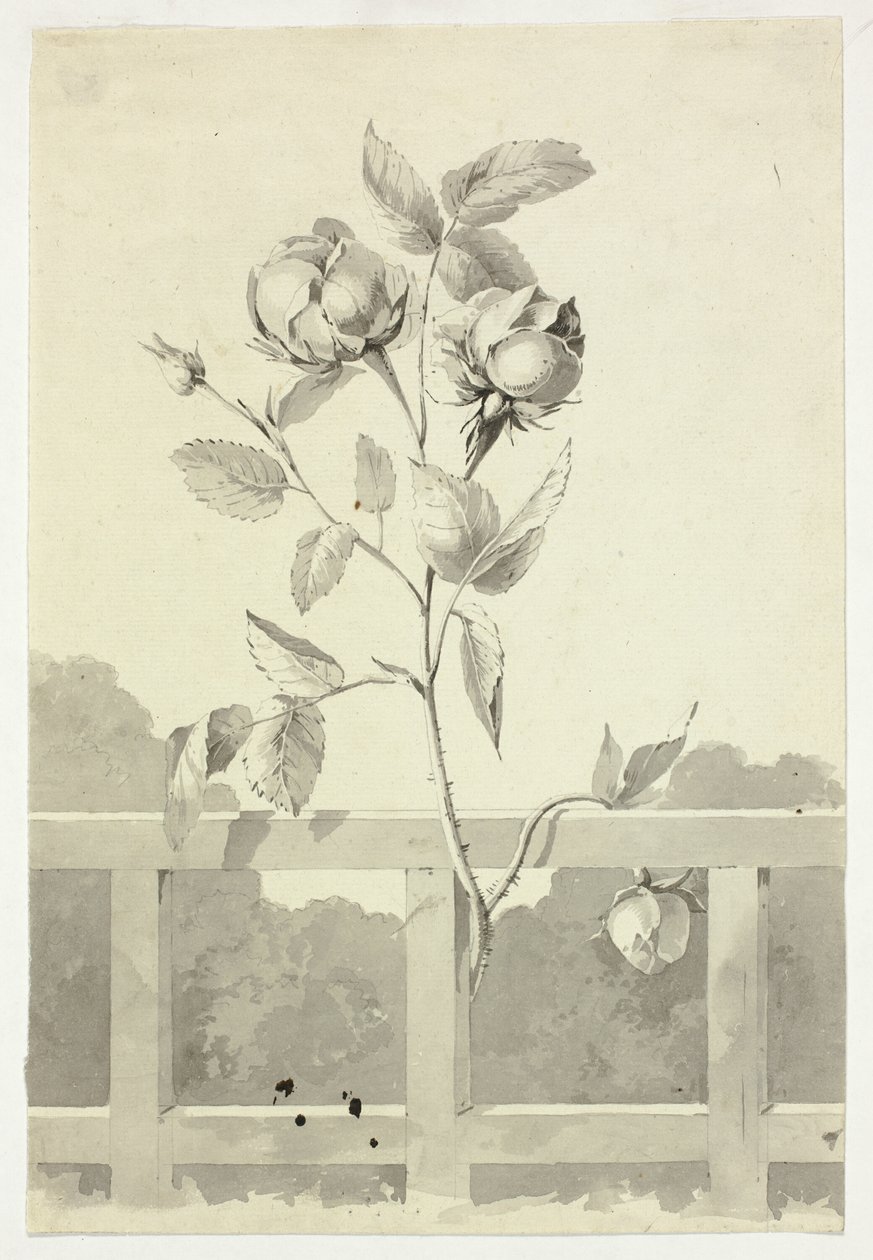 Rose tekijältä Pierre Antoine Mongin