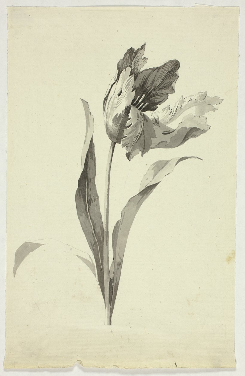 Tulip tekijältä Pierre Antoine Mongin