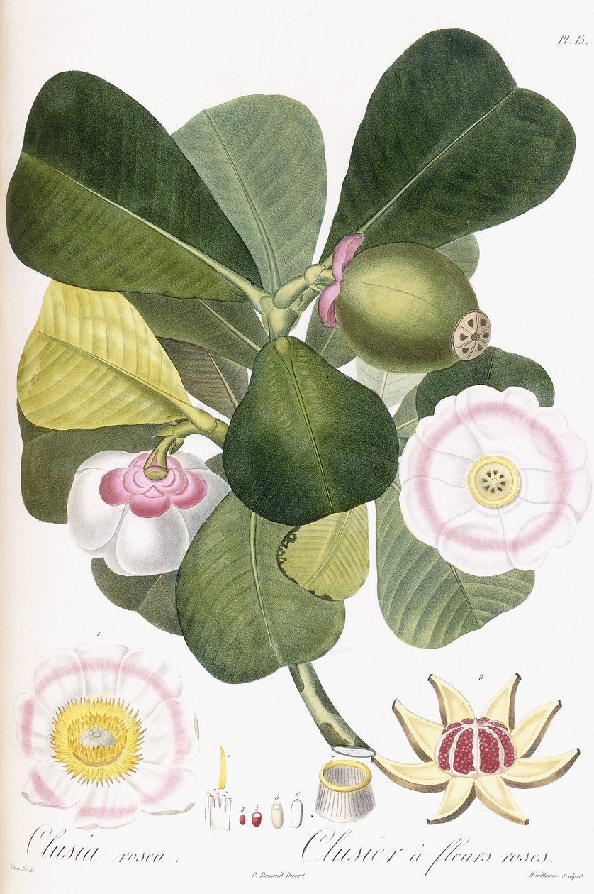 Clusia rosea, Clusier vaaleanpunaisilla kukilla, 1808-1828 tekijältä Pierre Antoine Poiteau