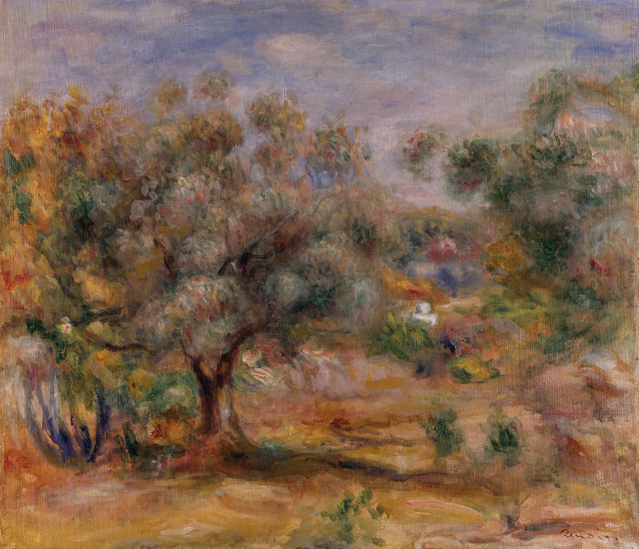 Oliivipuu Les Collettesissa, n.1910-15 (öljy kankaalle) tekijältä Pierre Auguste Renoir
