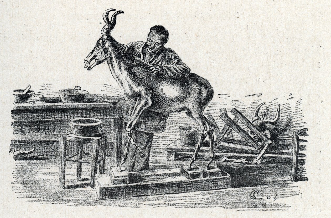 Taksidermia: Taksidermisti täytti hartebeest työpajassaan Kaiverrus retkistä a travers les metiers”, Pierre Calmette Collection privee tekijältä Pierre Calmettes