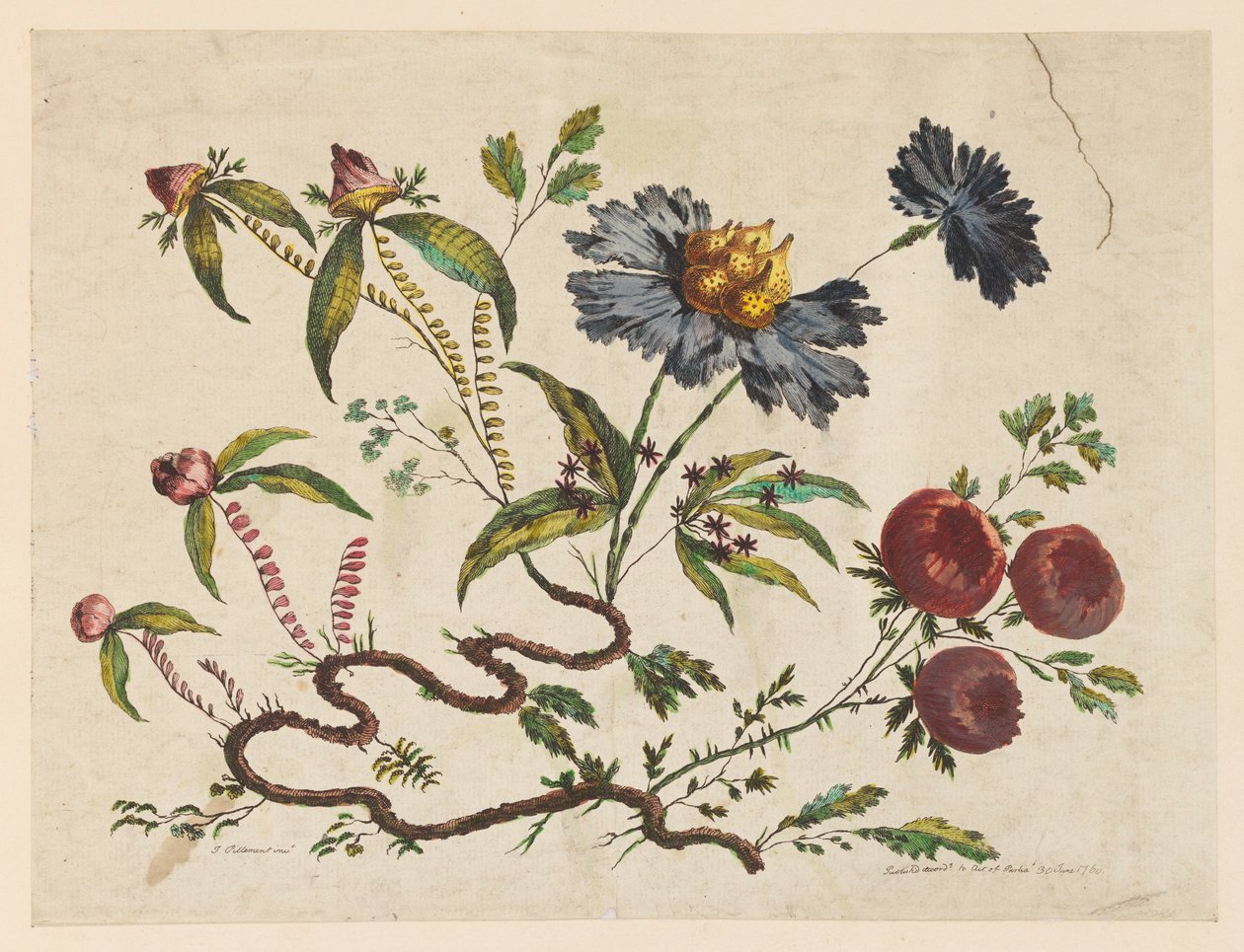 Tuloste, Kukkien oksat, teoksesta "Recueil de Differentes Fleurs de Fantaisie Dans le Goût Chinois". tekijältä Pierre Charles Canot