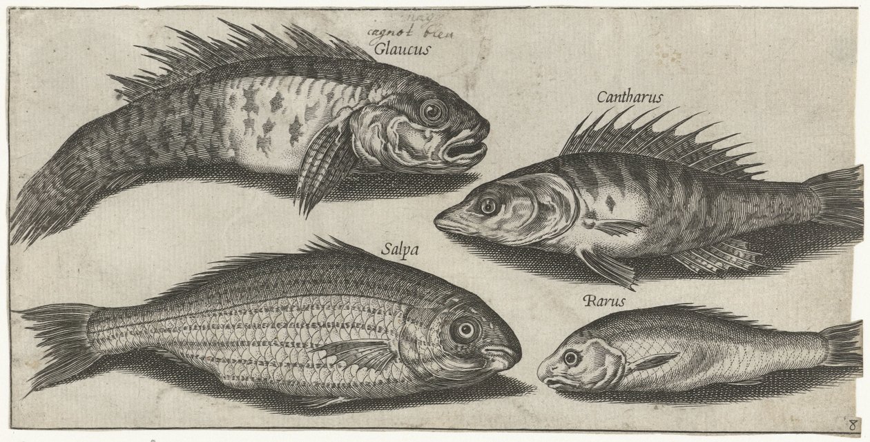 Bockfish, ahven, goby ja tuntematon kala Kalastus (sarjan nimi) Piscivm vivae -kuvakkeet (sarjan nimi) tekijältä Pierre Firens
