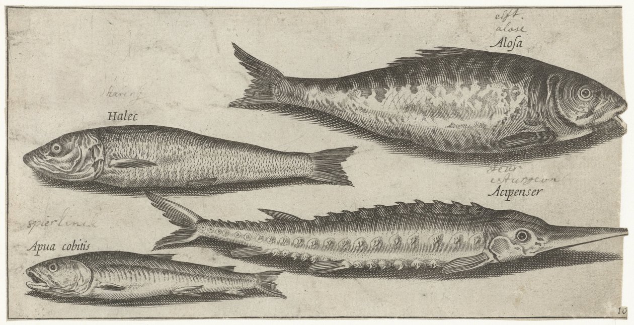 Shad, sammi, kuore ja silli Kalastus (sarjan nimi) Piscium vivae -kuvakkeet (sarjan nimi) tekijältä Pierre Firens