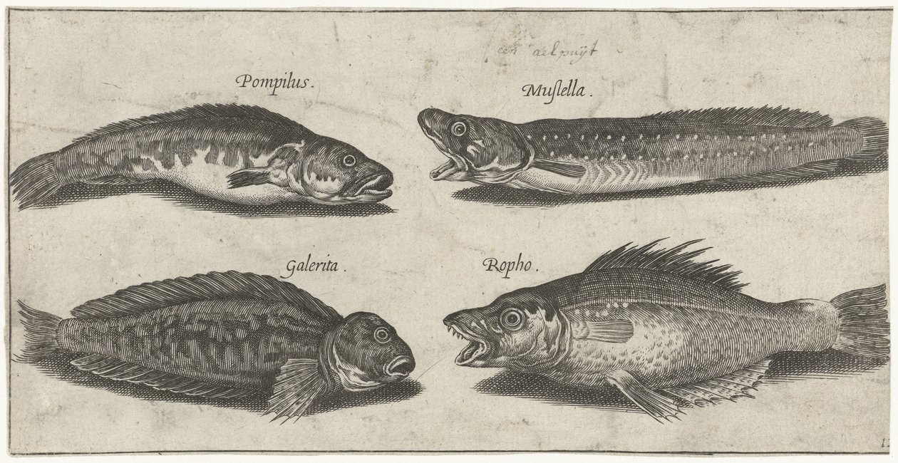 Haarukkaturska, turska, sarvimainen blenny ja musta kala Kalastus (sarjan nimi) Piscivm vivae -kuvakkeet (sarjan nimi) tekijältä Pierre Firens