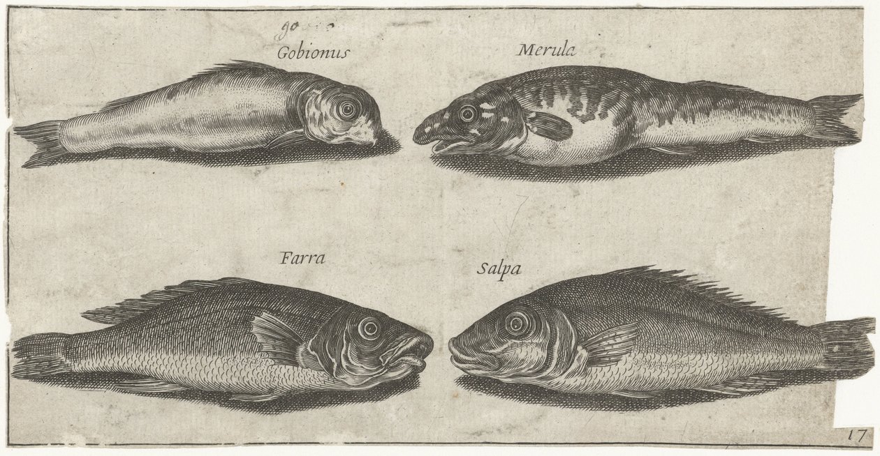 Goby, bogo, valkoturska ja toinen kala Kalastus (sarjan nimi) Piscivm vivae -kuvakkeet (sarjan nimi) tekijältä Pierre Firens