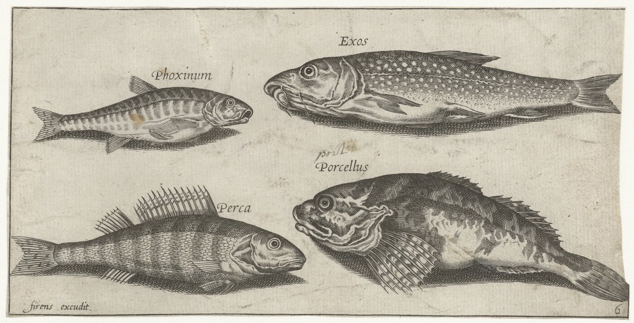 Karppi, minnow, monni ja ahven Kalastus (sarjan nimi) Piscium vivae -kuvakkeet (sarjan nimi) tekijältä Pierre Firens