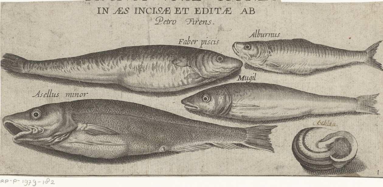 Kilohaili, karppi, keltti, pieni turska ja kuori Kalastus (sarjan nimi) Piscivm vivae -kuvakkeet (sarjan otsikko objektissa) tekijältä Pierre Firens