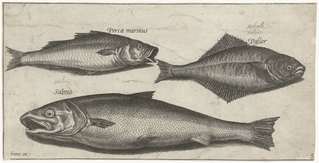 Llobarro, llenguado i un salmó Pesca (títol de la sèrie) Acabat d
