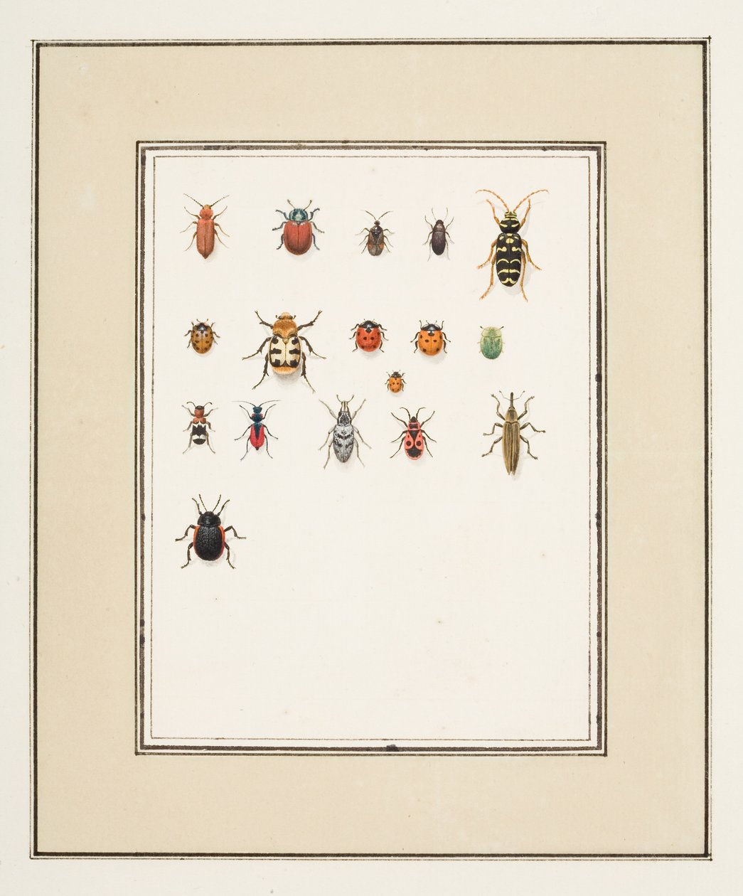 Kovakuoriaiset, n. 1755-65 (akvarelli paperille) tekijältä Pierre Francois Ledoulx