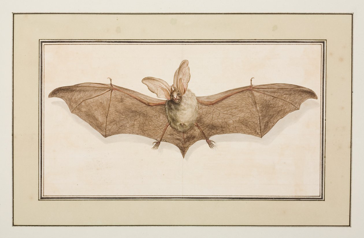 Ruskea pitkäkorvainen lepakko, n. 1755-65 (akvarelli paperille) tekijältä Pierre Francois Ledoulx