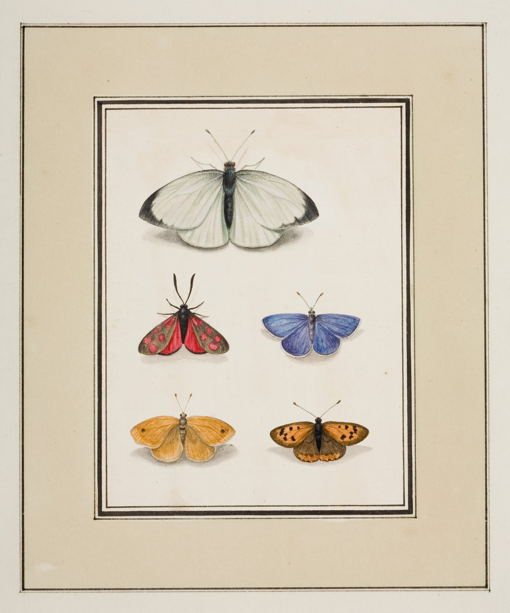 Perhoset, n. 1755-65 (akvarelli paperille) tekijältä Pierre Francois Ledoulx