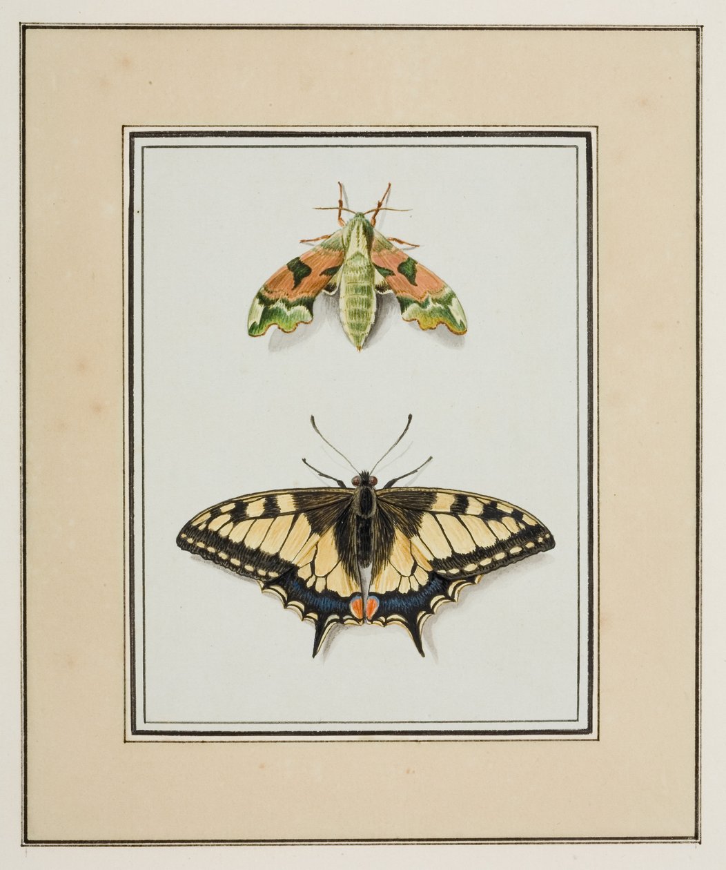 Hawk Moth ja Old World Swallowtail Butterfly, n. 1755-65 (akvarelli paperille) tekijältä Pierre Francois Ledoulx