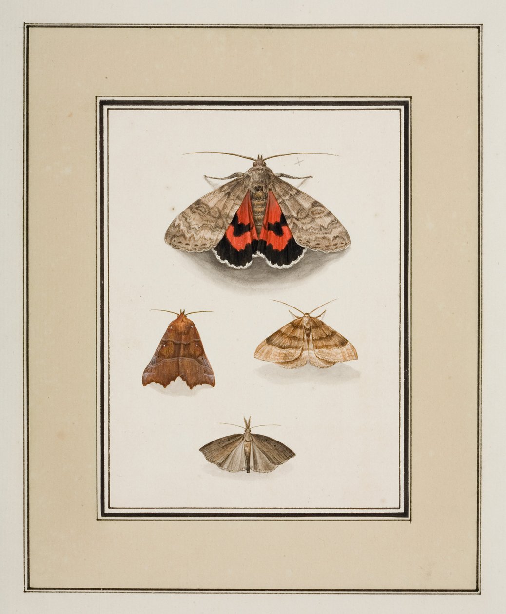 Moths, n. 1755-65 (akvarelli paperille) tekijältä Pierre Francois Ledoulx