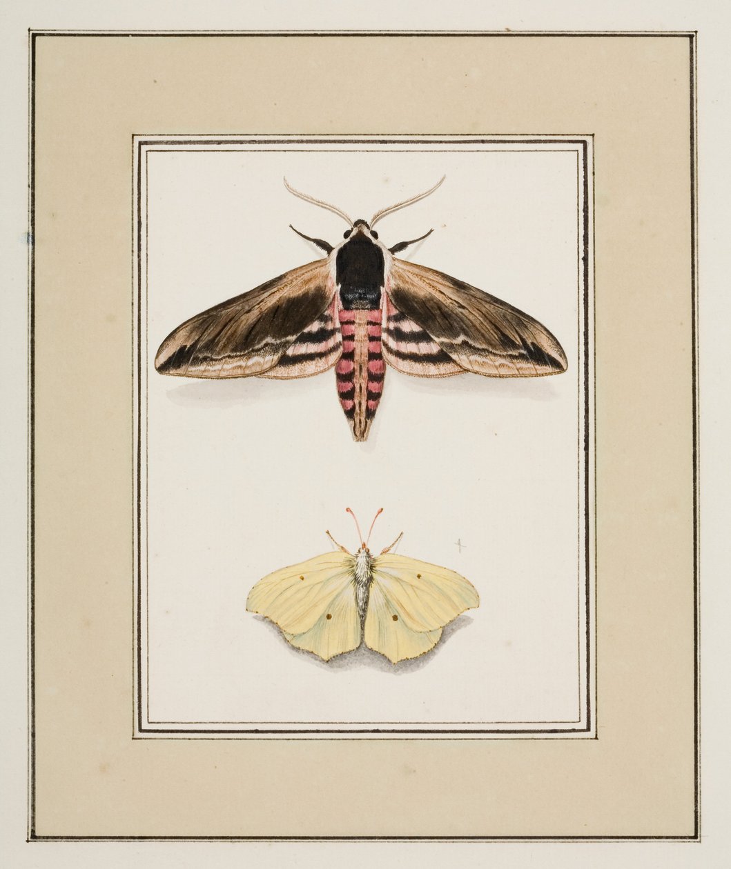 Privet Hawk Moth ja Common Brimstone, n. 1755-1765 (akvarelli paperille) tekijältä Pierre Francois Ledoulx