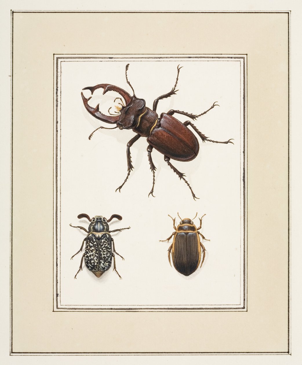 Stag, Chafer e Geelgerande Beetles, c.1755-65 (aquarela sobre papel) finlandês tekijältä Pierre Francois Ledoulx