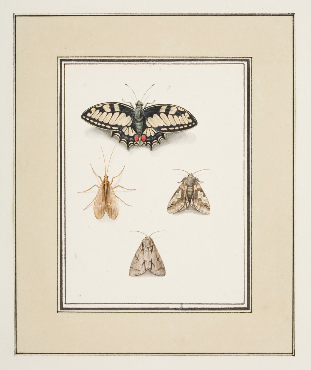Swallowtail Butterfly, Mayfly ja Two Moths, n. 1755-65 (akvarelli paperille) tekijältä Pierre Francois Ledoulx