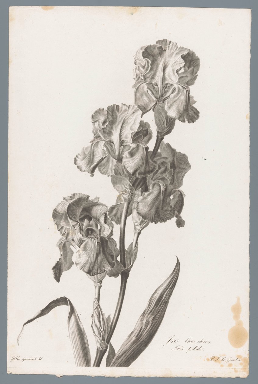 Dalmaattinen iiris Vaaleansininen iiris / Iris pallida (otsikko esineessä) Luonnosta piirrettyjä kukkia (...) (sarjan nimi) tekijältä Pierre François Legrand