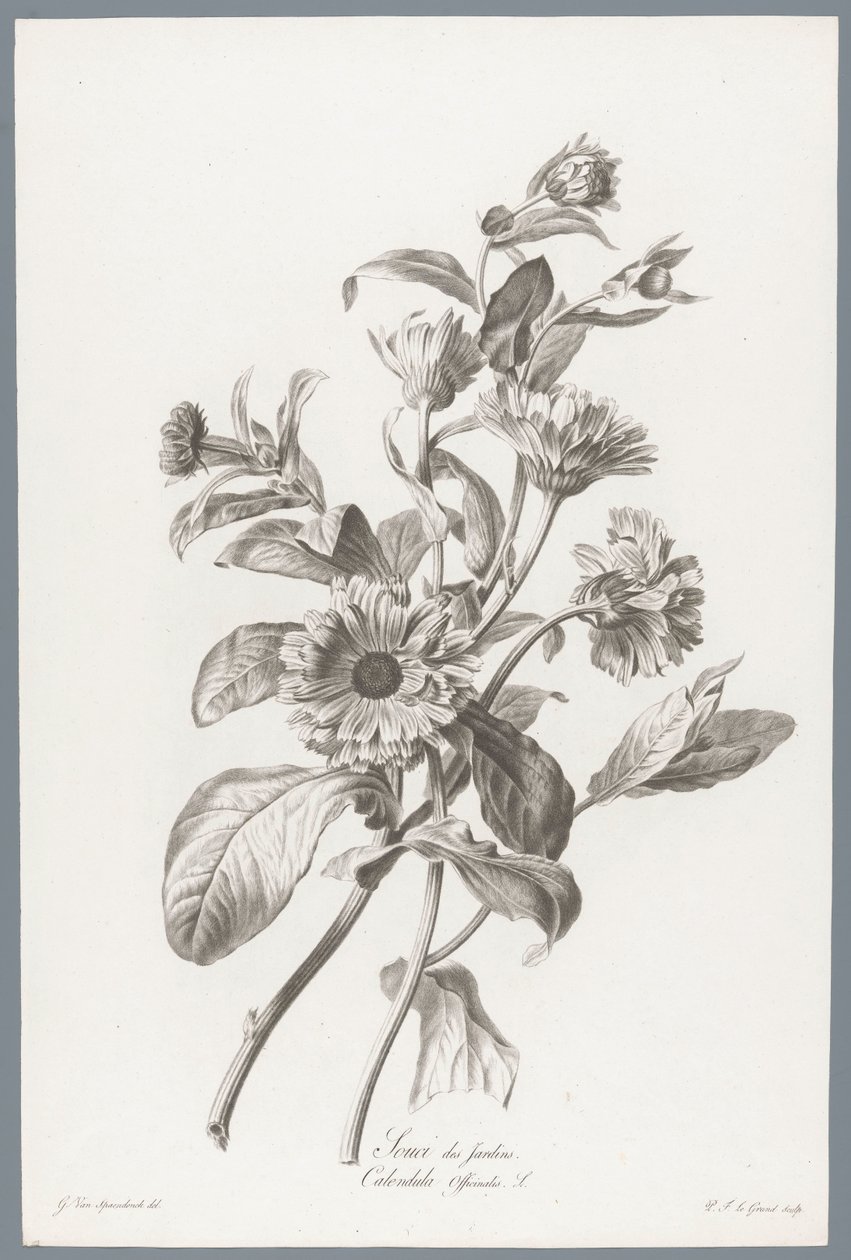 Goudsbloem Kehäkukka / Calendula Officinalis L. (otsikko esineessä) Luonnosta piirrettyjä kukkia (...) (sarjan nimi) tekijältä Pierre François Legrand