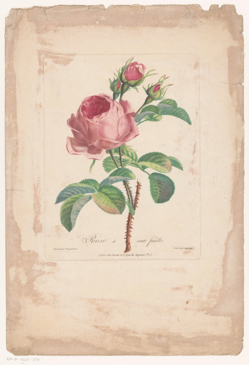 Honderdbladige roos Hundred Leaf Rose (otsikko esineessä) tekijältä Pierre François Legrand