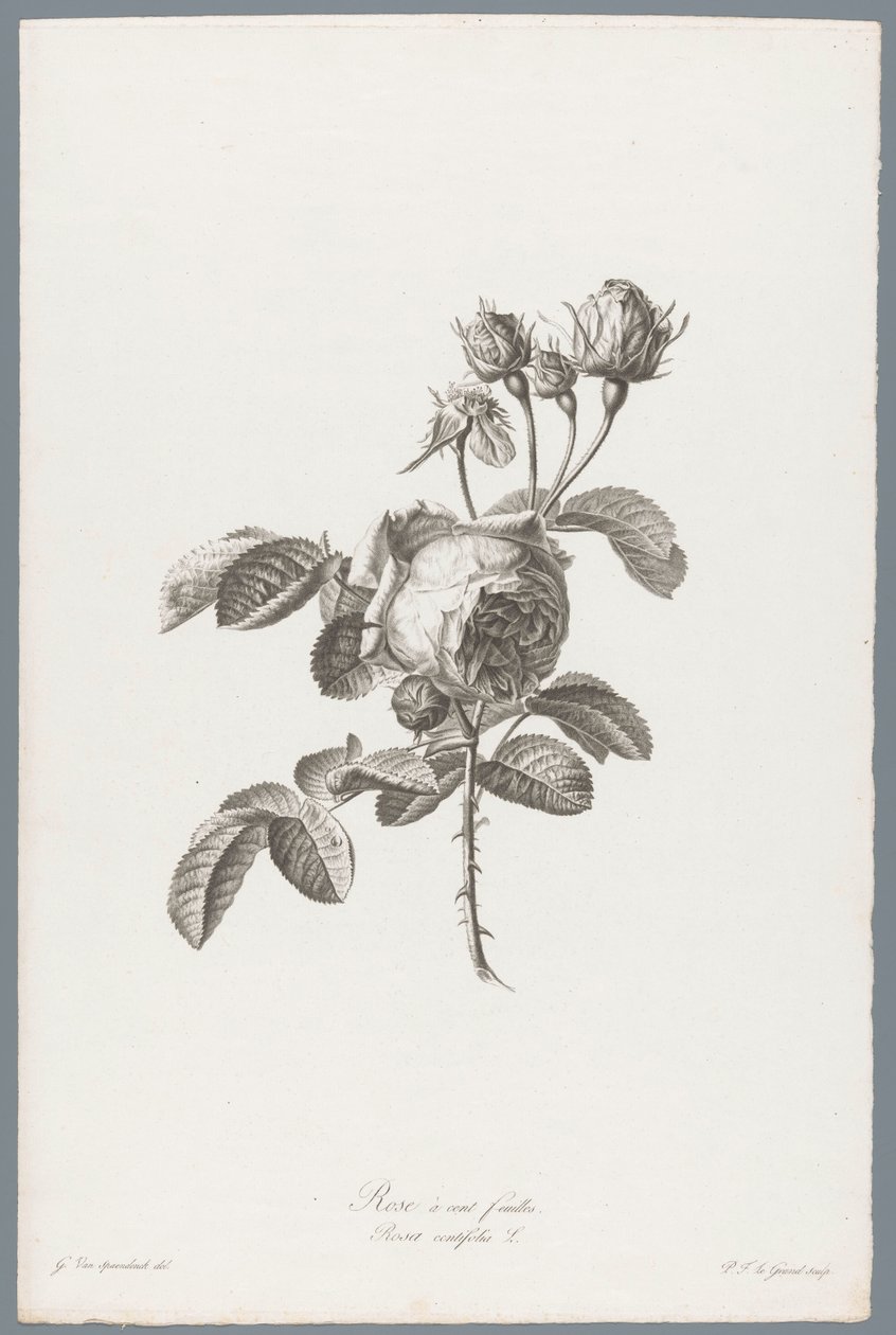 Honderdbladige roos Satalehtinen ruusu / Rosa centifolia L. (otsikko esineessä) Luonnosta piirrettyjä kukkia (...) (sarjan nimi) tekijältä Pierre François Legrand