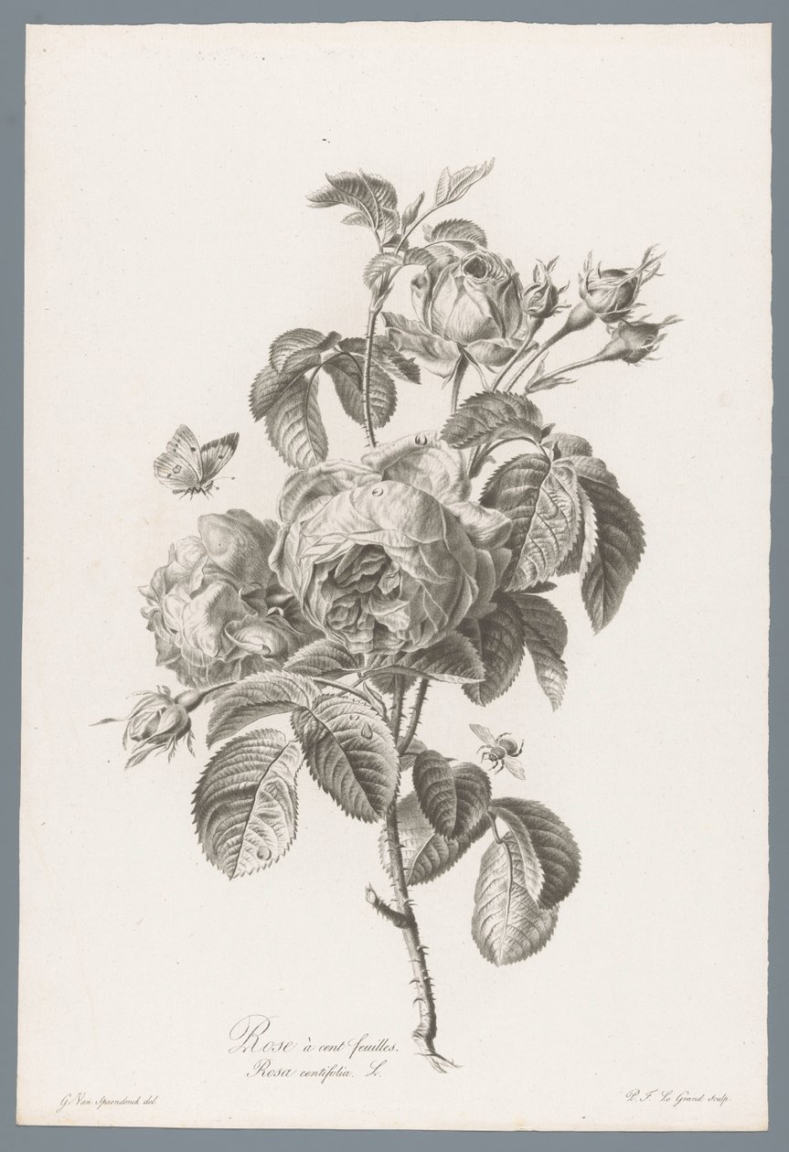 Honderdbladige roos Satalehtinen ruusu / Rosa centifolia L. (otsikko esineessä) Luonnosta piirrettyjä kukkia (...) (sarjan nimi) tekijältä Pierre François Legrand