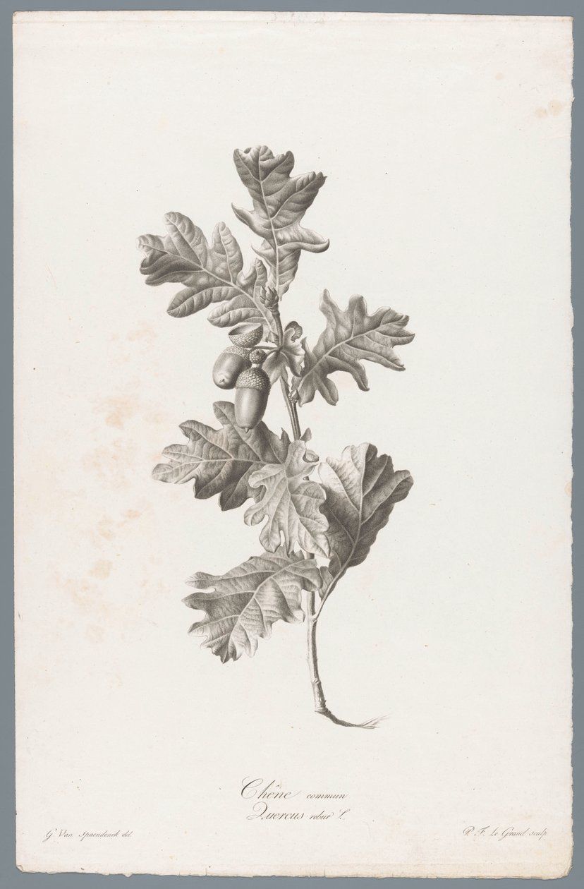 Zomerik Tammi / Quercus robur L. (otsikko esineessä) Luonnosta piirrettyjä kukkia (...) (sarjan nimi) tekijältä Pierre François Legrand