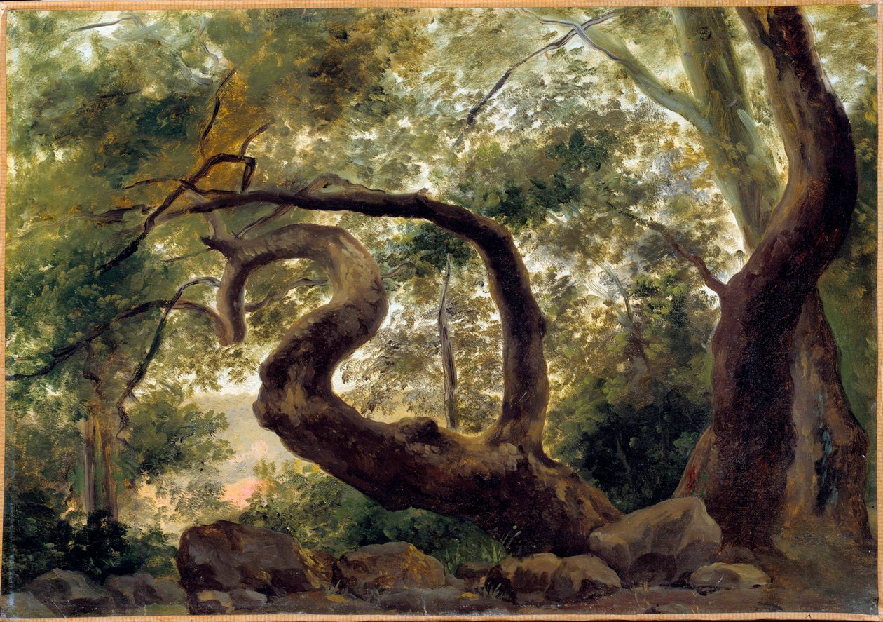 Puun alla, kiertyviä oksia puita Pierre H. de Valenciennesin (1750-1850) maalaus 1800-luvun aurinko. 0,33x0,47 m tekijältä Pierre Henri de Valenciennes