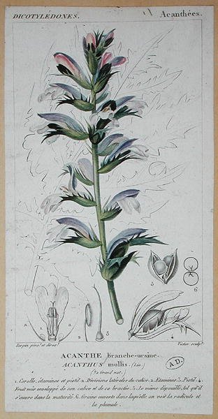 Acanthus Mollis, n. 1820 (värikaiverrus) tekijältä Pierre Jean Francois (after) Turpin