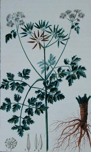 Kasvitieteellinen laatta, jossa on kuvattu kirveliä, Francois Pierre Chaumetonin (1775-1819) "Flore du Dictionnaire des sciences medicales" -teoksesta, julkaistu 1813-1820 (värikaiverrus). tekijältä Pierre Jean Francois (after) Turpin