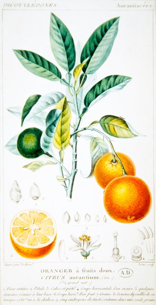 Citrus Aurantium tai Sevillan appelsiini, n.1820 (värikaiverrus) tekijältä Pierre Jean Francois (after) Turpin