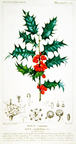Holly (Ilex aquifolium) kasvitieteellinen levy, n. 1820 (väri litho) tekijältä Pierre Jean Francois (after) Turpin