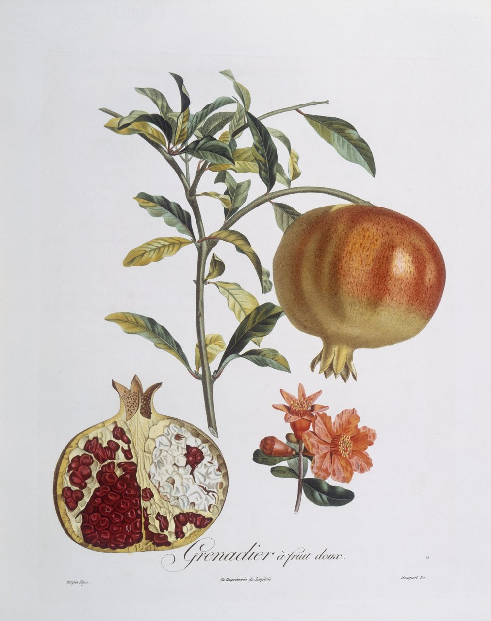 Granaattiomena (Punica granatum) Henry Louis Duhamel du Monceaun kaiverrus (värillinen kaiverrus) tekijältä Pierre Jean Francois (after) Turpin