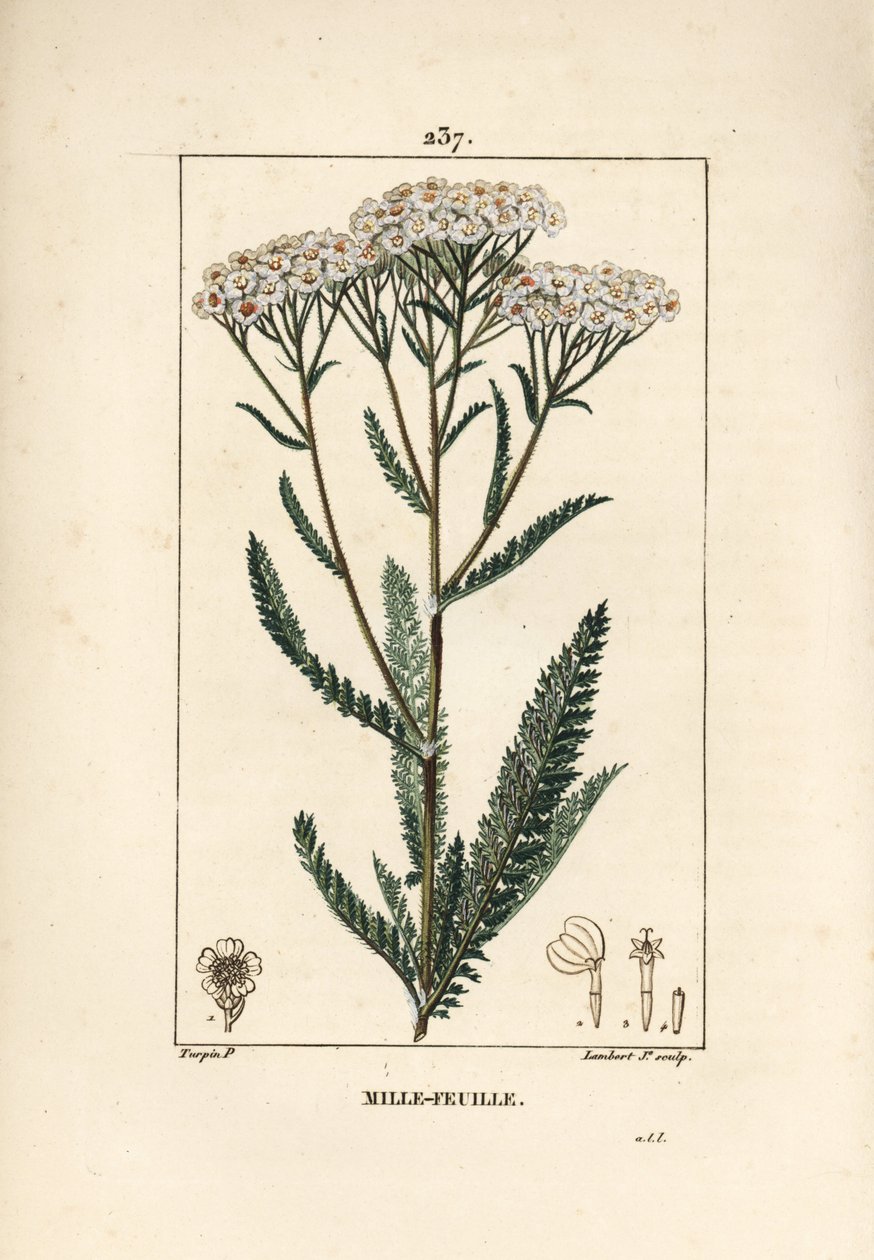 Achillee siankärsämö - Yarrow, Achillea millefolium. Lambert Juniorin käsinvärinen pistekuparikaiverrus Pierre Jean-Francois Turpinin piirustuksesta Chaumetonista, Poiret