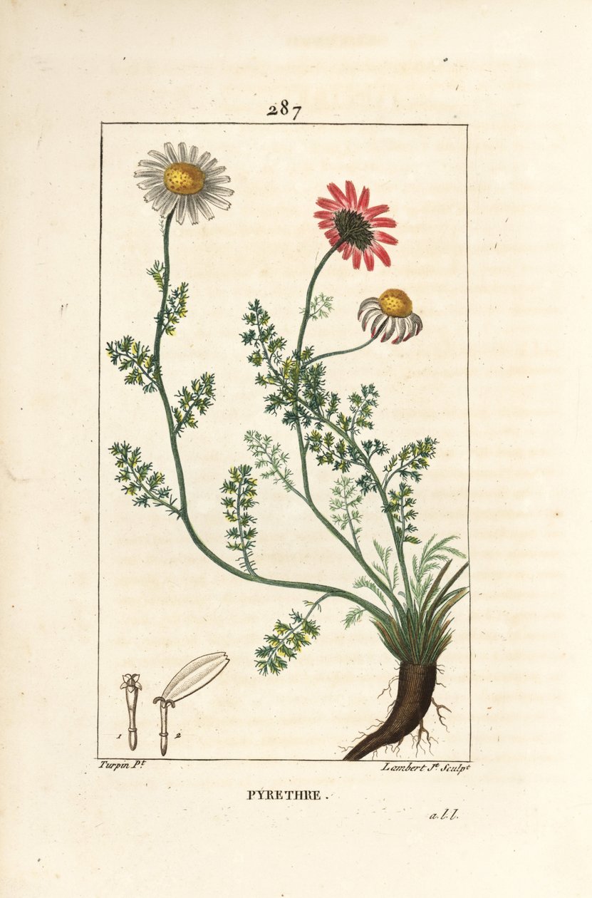 African Pyrethrum - Espanjan pellitory, Anthemis pyrethrum (Anacyclus pyrethrum) kukilla, lehdillä, varrella ja juurilla. Lambert Juniorin käsinvärinen pistekuparikaiverrus Pierre Jean-Francois Turpinin piirustuksesta Chaumetonista, Poiret