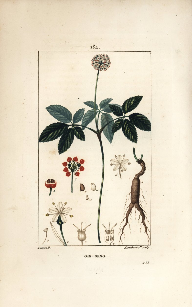 Amerikkalainen ginseng ou a cinq -lehtiset - Ginseng, Panax quinquefolium, kukka, lehti, siemen ja juuri. Lambert Juniorin käsinvärinen pistekuparikaiverrus Pierre Jean-Francois Turpinin piirustuksesta Chaumetonista, Poiret