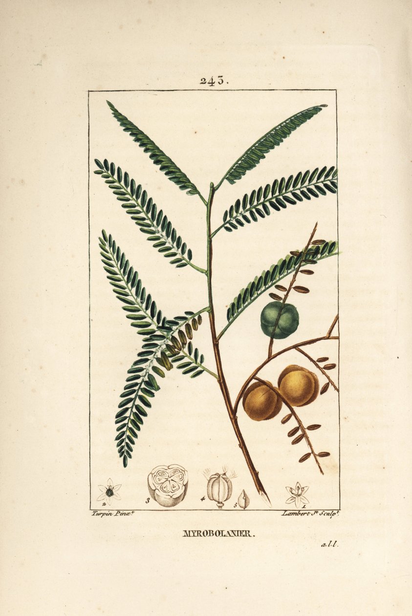 Amla (amala, amalaki), nepalilainen tai intialainen herukka, myrobolan emblique - nepalilainen tai intialainen karviainen, Phyllanthus emblica, lehti, hedelmä ja siemen. Lambert Juniorin käsinvärinen pistekuparikaiverrus Pierre Jean-Francois Turpinin piirr tekijältä Pierre Jean Francois Turpin