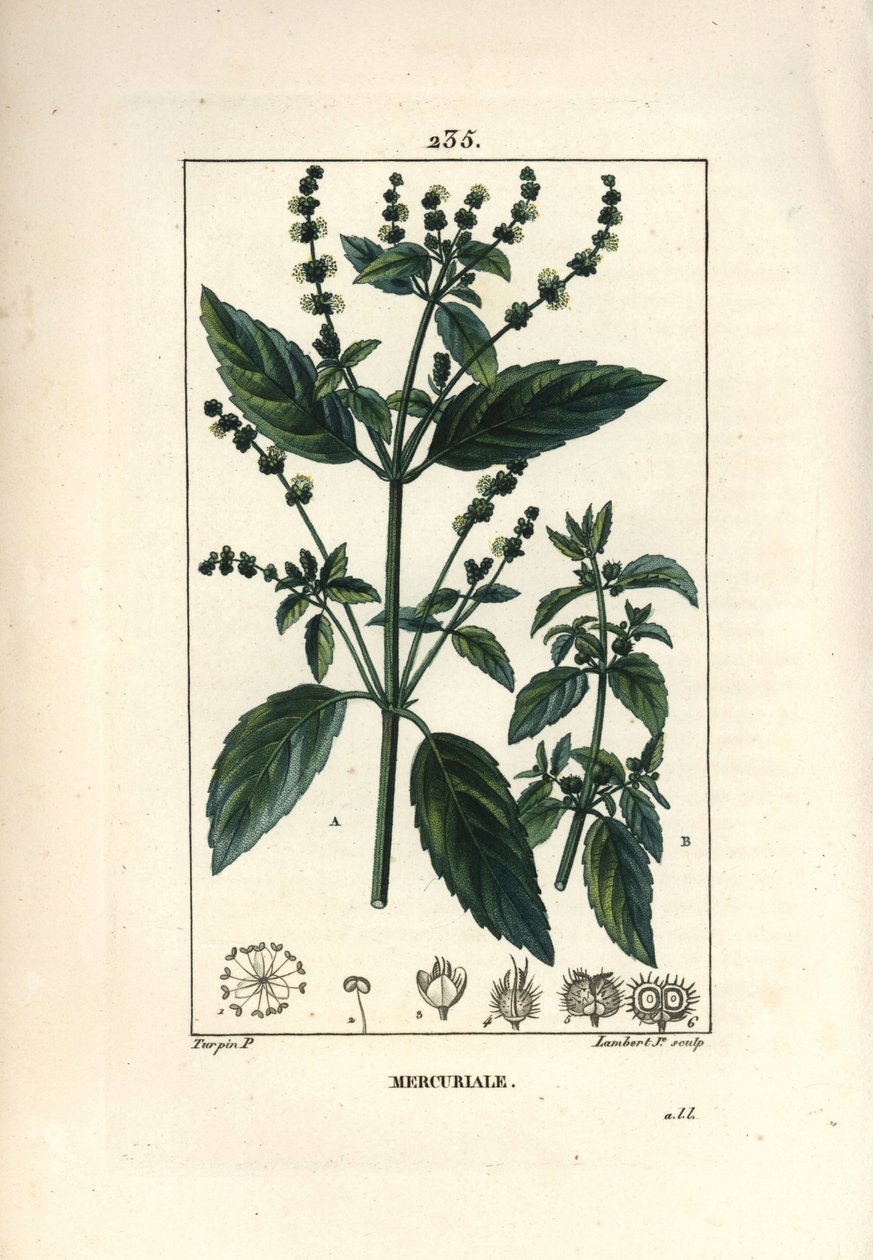 Vuosittainen Mercuriale - Mercurial, Mercurialis annua. Lambert Juniorin käsinvärinen pistekuparikaiverrus Pierre Jean-Francois Turpinin piirustuksesta Chaumetonista, Poiret