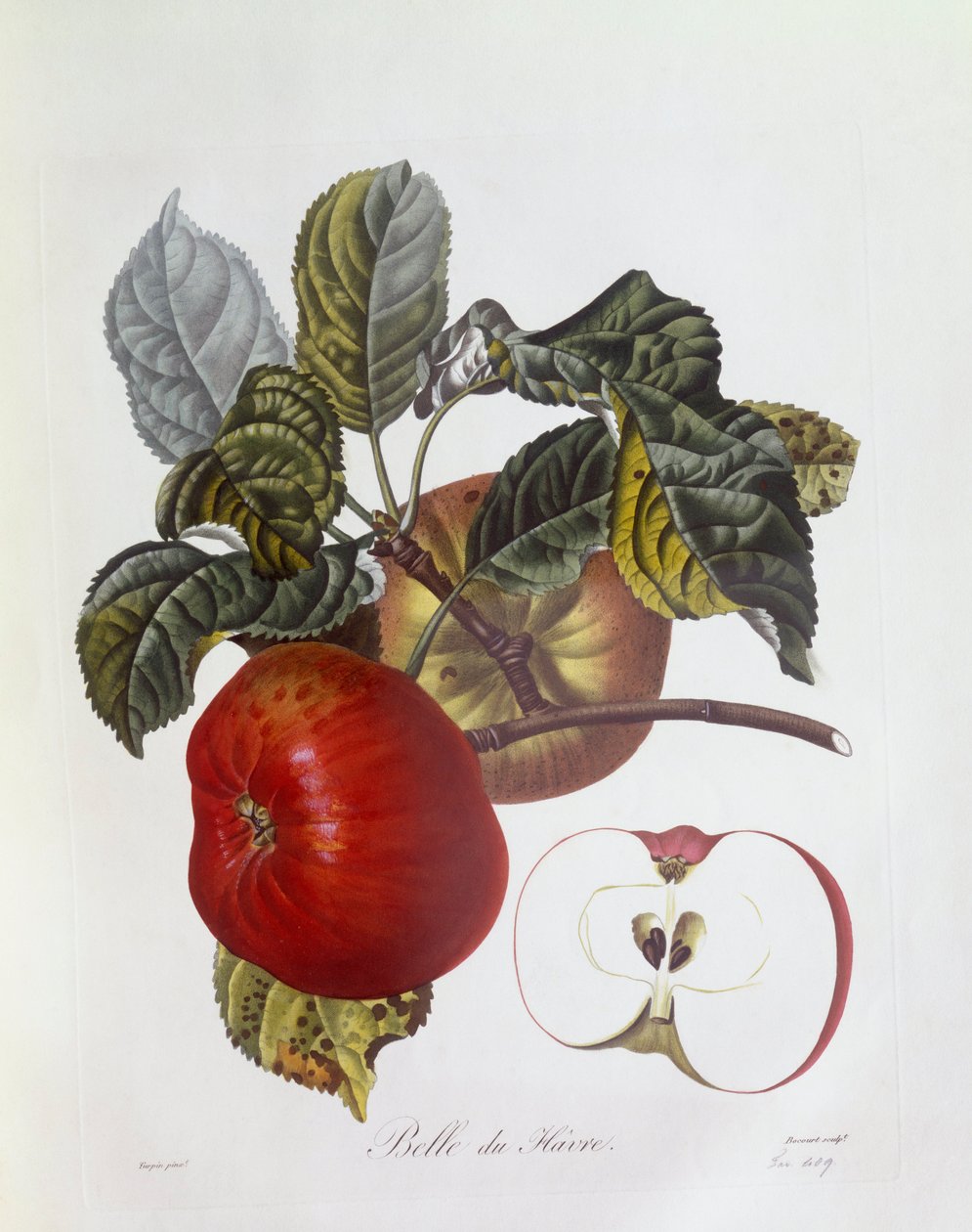 Omena "Belle du Havre", Henry Louis Duhamel du Monceau, Pierre Jean Francois Turpinin kasvitieteellinen levy tekijältä Pierre Jean Francois Turpin